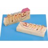 DISSECTED MODEL OF TEETH TISSUE